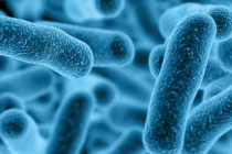 Information About Legionella And How You Can Prevent It