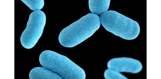 close up photo of rod-shaped bacteria that are blue with a black background