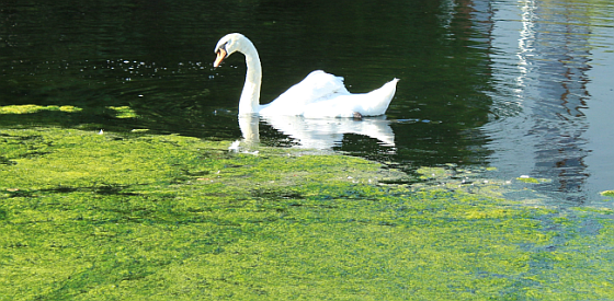 Swan in lake water affected by algal bloom