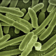 legionella