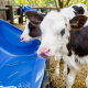 A cow is having a meal